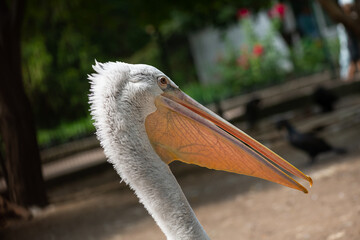 beautiful pink pelicans in the Odessa zoo birds in captivity