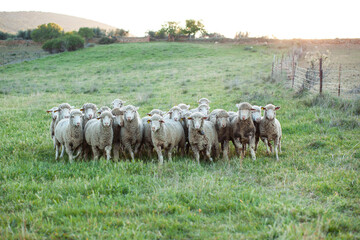 Obraz premium Ovejas agrupadas