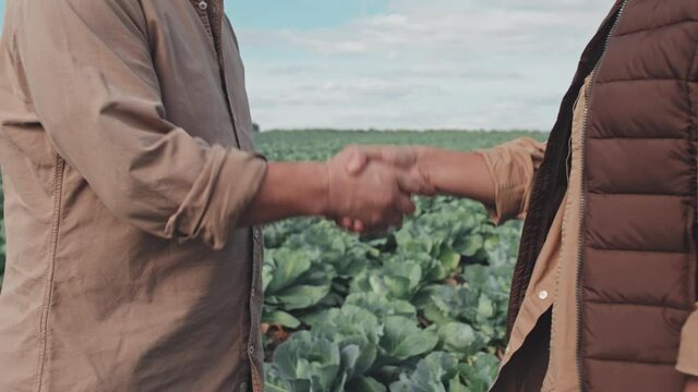 Medium section shot of two farm workers standing together on cabbage field making agreement and doing handshake