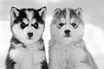 Cute Siberian husky puppies in the snow .