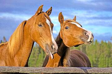 portrait of two young chestnut Arabian  making funny faces.