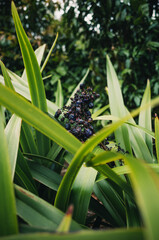 Obraz premium dianella nigra