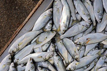 fresh fishes at the market