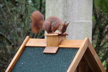 Eichhörnchen