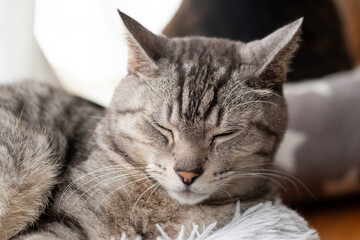 眠る猫　サバトラ猫