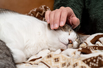 猫を撫でる　キジトラ白