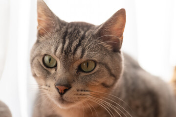 見つめる猫　サバトラ猫