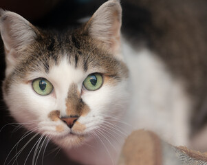 見つめる猫　キジトラ白