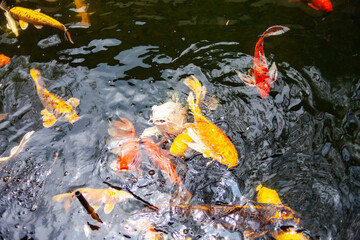 Beautiful colorful koi fish.