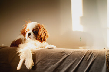 Portrait of a cute baby King Charles Spaniel