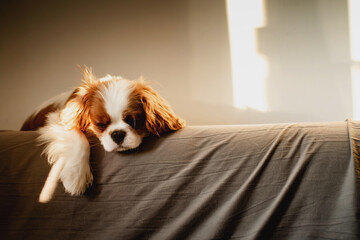 Portrait of a cute baby King Charles Spaniel