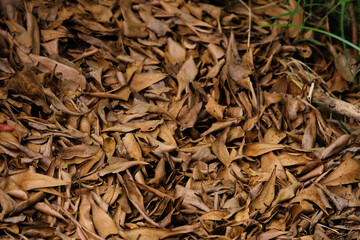 dried leaves