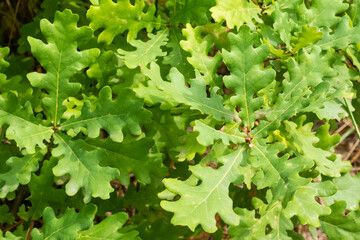 Fototapeta na wymiar Sunlit green leaves of oak tree sprouts