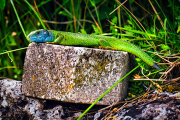 Green Lizard