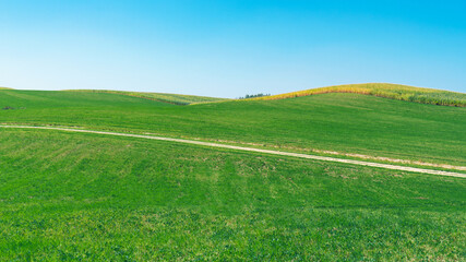 Green field with grass against the blue sky. Country road in the middle of a field with winter crops in early spring. Sunny weather in the countryside.
