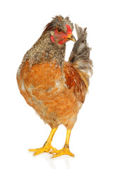Purebred chicken on a white background