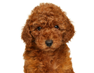 Portrait of a red dwarf poodle puppy