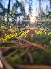 mushrooms in autumn forest