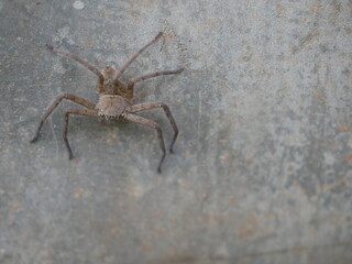 A brown spider clings to the floor of a cement wall.