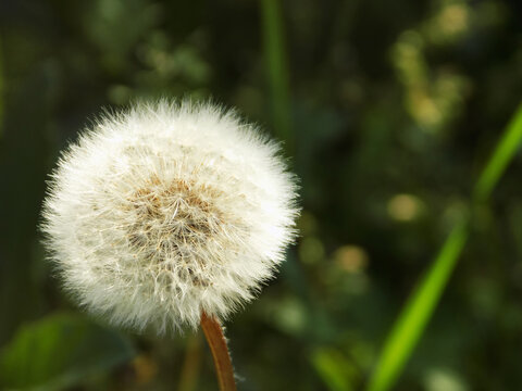 A blooming dandelion on the background of foliage