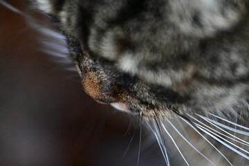 Getigerte Katze mit Schnurrhaare, Kopf von oben