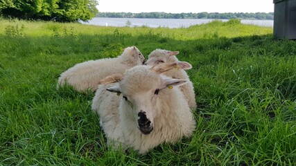 sheep and lambs