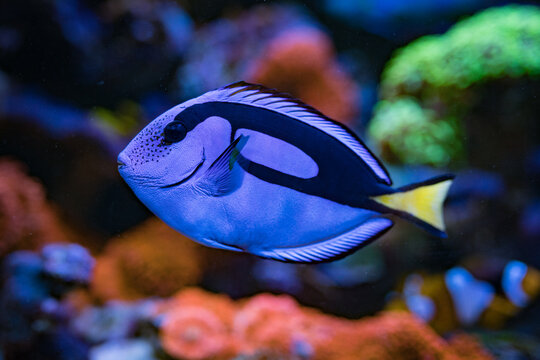 Paracanthurus hepatus, Blue tang  in Home Coral reef aquarium. Selective focus.