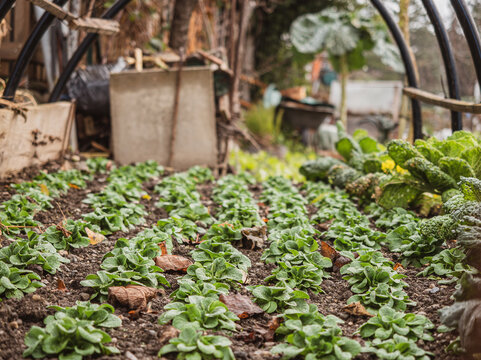 Natural Organically Grown Vegetables And Plants Are Grown In A Community Garden. Winter Vegetables Of Brussel Sprouts, Cabbages Grow Along Side Brassicas And Other Plants.