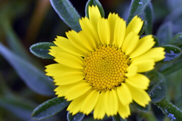 Blüte eines Küstensternauges