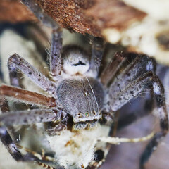 A huntsman spider feeding on a moth.
