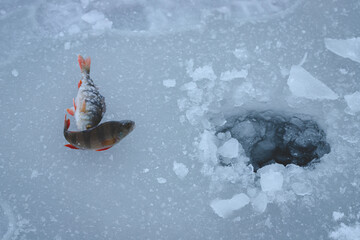 Caught fish common perch, European perch lies on the ice of the river. Ice fishing - obrazy, fototapety, plakaty