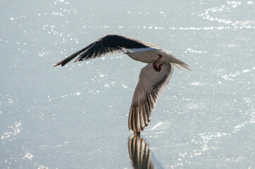 seagull