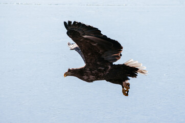 eagle