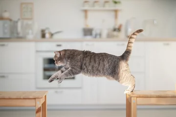 Fototapeten Сat jumping. Scottish straight cat © Anton Maltsev