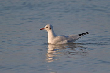 Black-headed gull