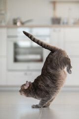 Yoga cat. Scottish straight cat
