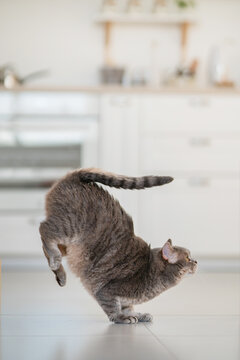 Yoga cat. Scottish straight cat