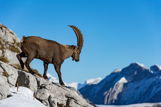 Bouquetin des Alpes (Capra ibex) m&acirc;le marchant sur le rocher. Alpes. France.