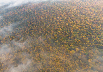 Autumn forest from a bird's eye view is covered with fog.