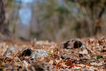 forest nature