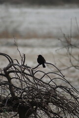 black bird