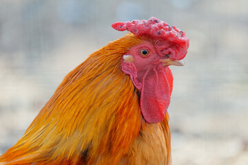bird