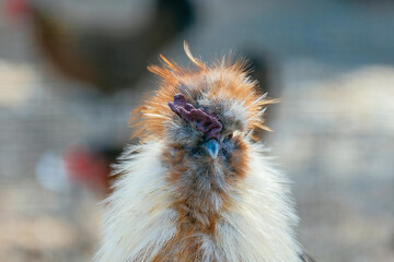 bird