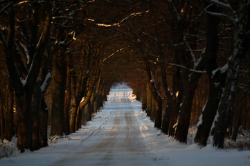 Zima zaśnieżona droga asfaltowa wśród szpaleru drzew   © Monika