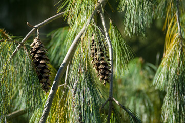 Drzewo iglaste szyszki na gałęziach © Monika