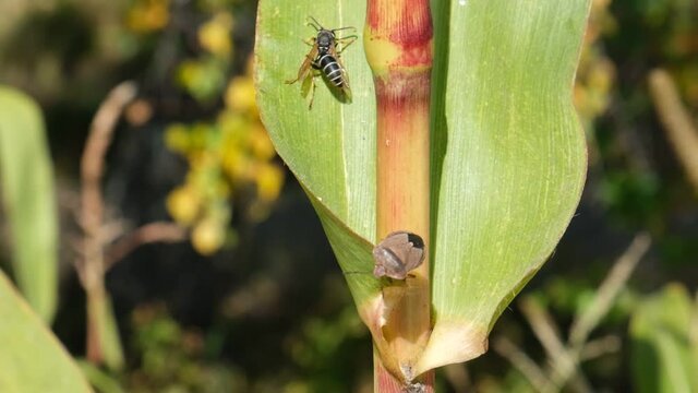 Vespula rufa wasp chasing Palomena prasina