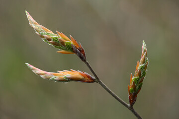 A close-upof the new leaves of a Beech tree which are developing

