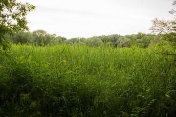 Beautiful nature. Woods with green trees foliage, grass field and  clouds in the background. Afternoon panorama landscape at Pokrovskoe Streshnevo urban forest park, Moscow, Russia