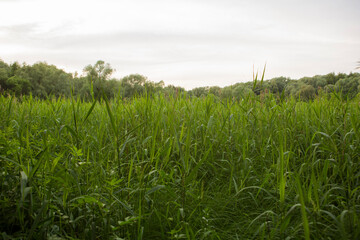 Beautiful nature. Woods with green trees foliage, grass field and  clouds in the background. Afternoon panorama landscape at Pokrovskoe Streshnevo urban forest park, Moscow, Russia