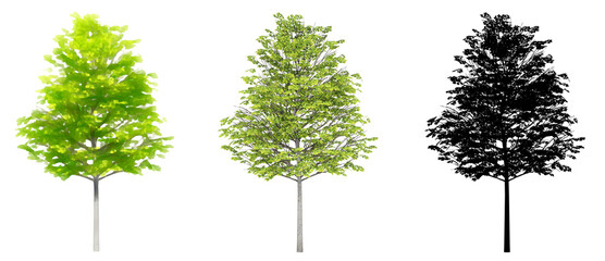 Set or collection of Common Linden trees, painted, natural and as a black silhouette on white background. Concept or conceptual 3d illustration for nature, ecology and conservation, strength